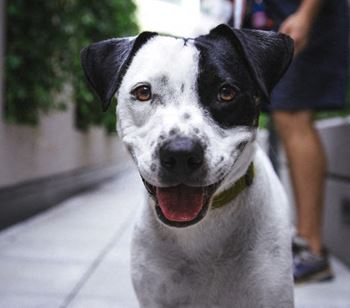 Dog-walking and pet-sitting services available